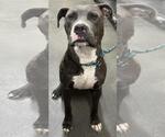 Small American Pit Bull Terrier