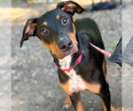 Small #4 Doberman Pinscher Mix