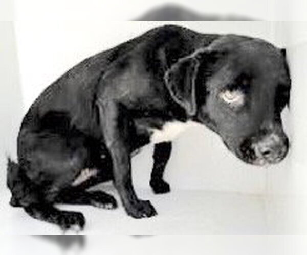 Medium Photo #1 Labrador Retriever-Unknown Mix Puppy For Sale in Houston, TX, USA