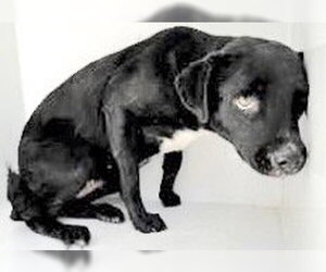 Labrador Retriever-Unknown Mix Dogs for adoption in Houston, TX, USA