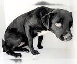 Small Labrador Retriever Mix