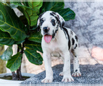 Small #13 Great Dane