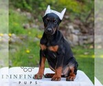 Small #2 Doberman Pinscher