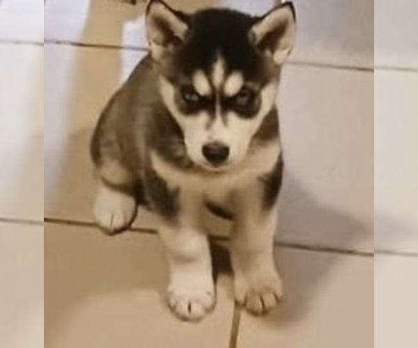 Medium Photo #3 Siberian Husky Puppy For Sale in WILLOWBROOK, IL, USA