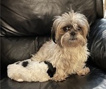 Small Photo #1 Shih Tzu Puppy For Sale in CORVALLIS, OR, USA