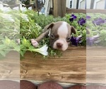 Small #2 Boston Terrier