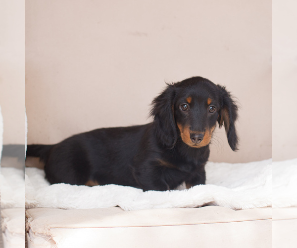 Medium Photo #2 Dachshund Puppy For Sale in HONEY BROOK, PA, USA