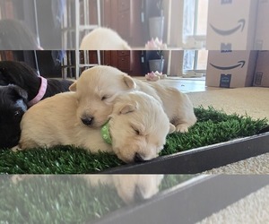 Scottish Terrier Litter for sale in LOS LUNAS, NM, USA