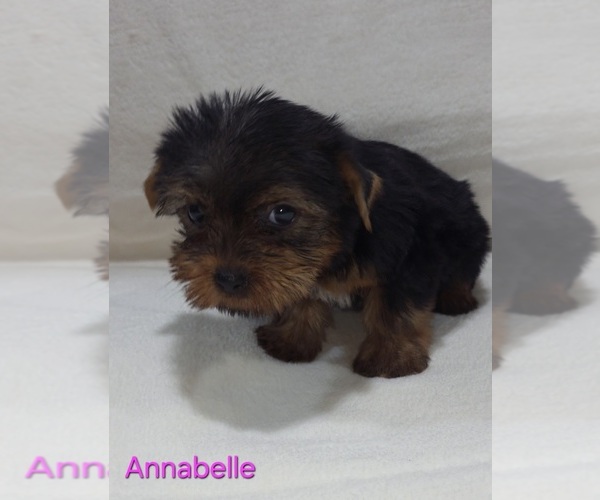 Medium Photo #9 Yorkshire Terrier Puppy For Sale in AZLE, TX, USA