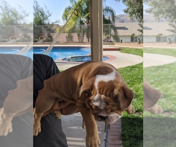 Medium Photo #2 Bulldog Puppy For Sale in CORONA, CA, USA