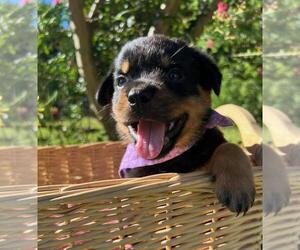 Rottweiler Puppy for sale in FOUR OAKS, NC, USA