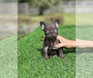 French Bulldog Puppy for sale in NEW SMYRNA BEACH, FL, USA
