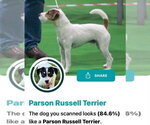 Small #1 Mutt
