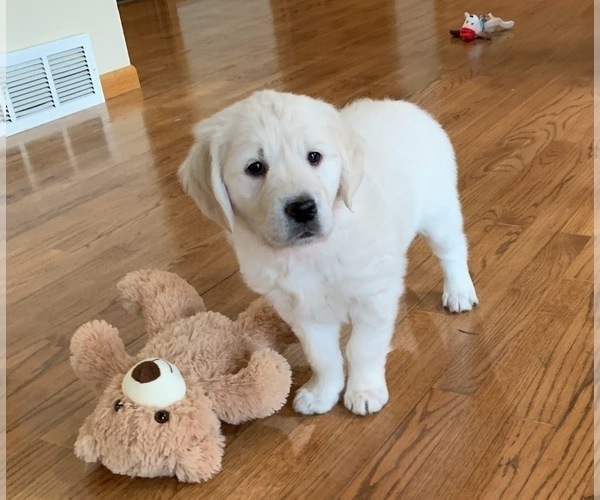 Medium Photo #4 English Cream Golden Retriever Puppy For Sale in MARSHFIELD, WI, USA