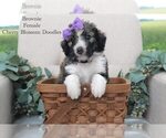 Puppy Brownie Bordoodle