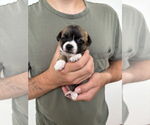 Small #1 Boston Huahua