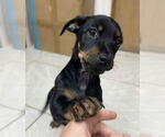 Small #1 Dachshund Mix