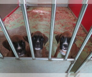 Boxer Puppy for Sale in CURTISS, Wisconsin USA