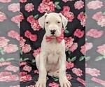 Small Dogo Argentino