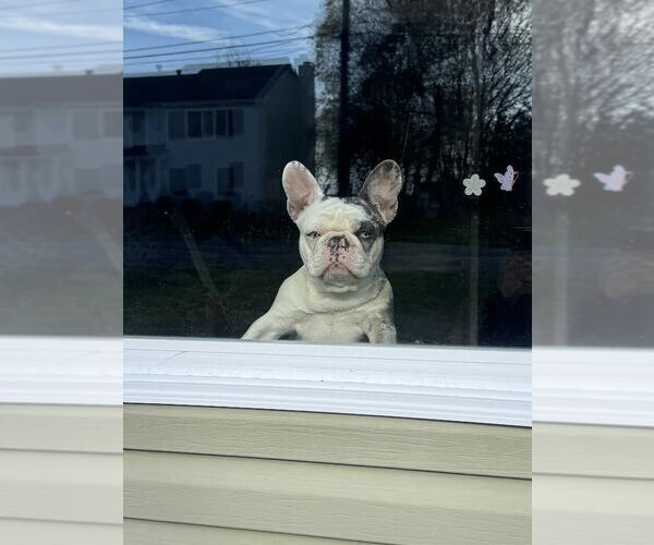 Medium Photo #5 French Bulldog Puppy For Sale in Tenafly, NJ, USA