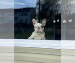 Small #4 French Bulldog