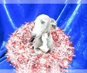 Italian Greyhound Puppy for sale in NORWOOD, MO, USA