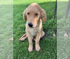 Golden Retriever Dog for Adoption in ROSEBUSH, Michigan USA
