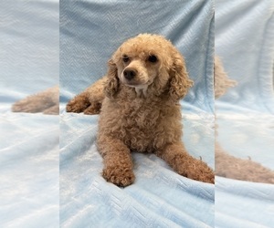 Father of the Havapoo puppies born on 06/19/2026