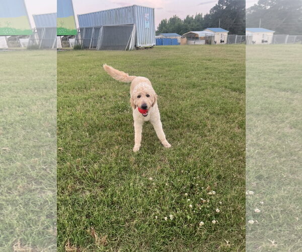 Medium Photo #2 Goldendoodle Puppy For Sale in Pacolet, SC, USA
