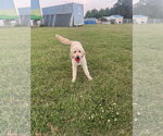 Small #1 Goldendoodle