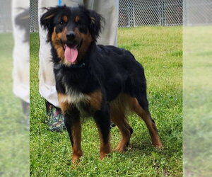 Australian Shepherd-Unknown Mix Dogs for adoption in Wetumpka, AL, USA