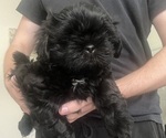 Puppy Libby Liberty Shih Tzu