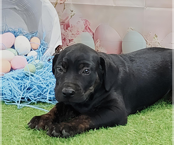 Medium Photo #4 Catahoula Leopard Dog Puppy For Sale in CUMBY, TX, USA
