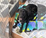 Small Labrador Retriever Mix