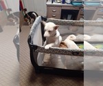 Small Photo #13 Shiba Inu Puppy For Sale in CAMERON, MO, USA