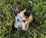 Small #1 Australian Cattle Dog