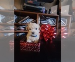 Small Photo #1 Maltipoo Puppy For Sale in INCHELIUM, WA, USA