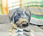 Small Photo #11 Cavapoo Puppy For Sale in GILBERTSVILLE, PA, USA