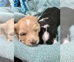 Small Photo #26 Aussiedoodle Miniature  Puppy For Sale in GOSHEN, OH, USA