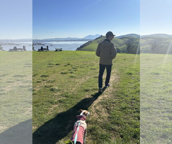 Medium Photo #3 Rat Terrier-Unknown Mix Puppy For Sale in Davis, CA, USA