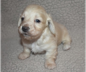 Dachshund Puppy for sale in MC CRORY, AR, USA