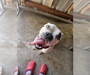 Manchas - Female Bull-Boxer Dog for Adoption - Photo #4