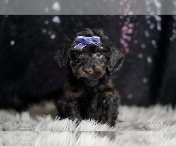 Medium Photo #10 YorkiePoo Puppy For Sale in WARSAW, IN, USA