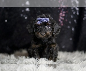 Medium YorkiePoo
