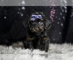 Puppy Valentino YorkiePoo
