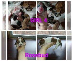 Basset Hound Puppy for sale in BULLS GAP, TN, USA