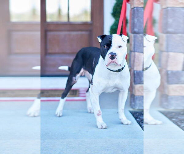 Medium Photo #11 Mutt Puppy For Sale in Alexander, AR, USA