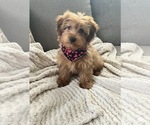 Small #6 Yorkipoo