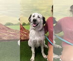 Small Great Pyrenees Mix
