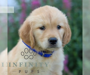 Golden Retriever Puppy for sale in LITITZ, PA, USA